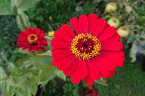 红色百日菊微距特写摄影图片